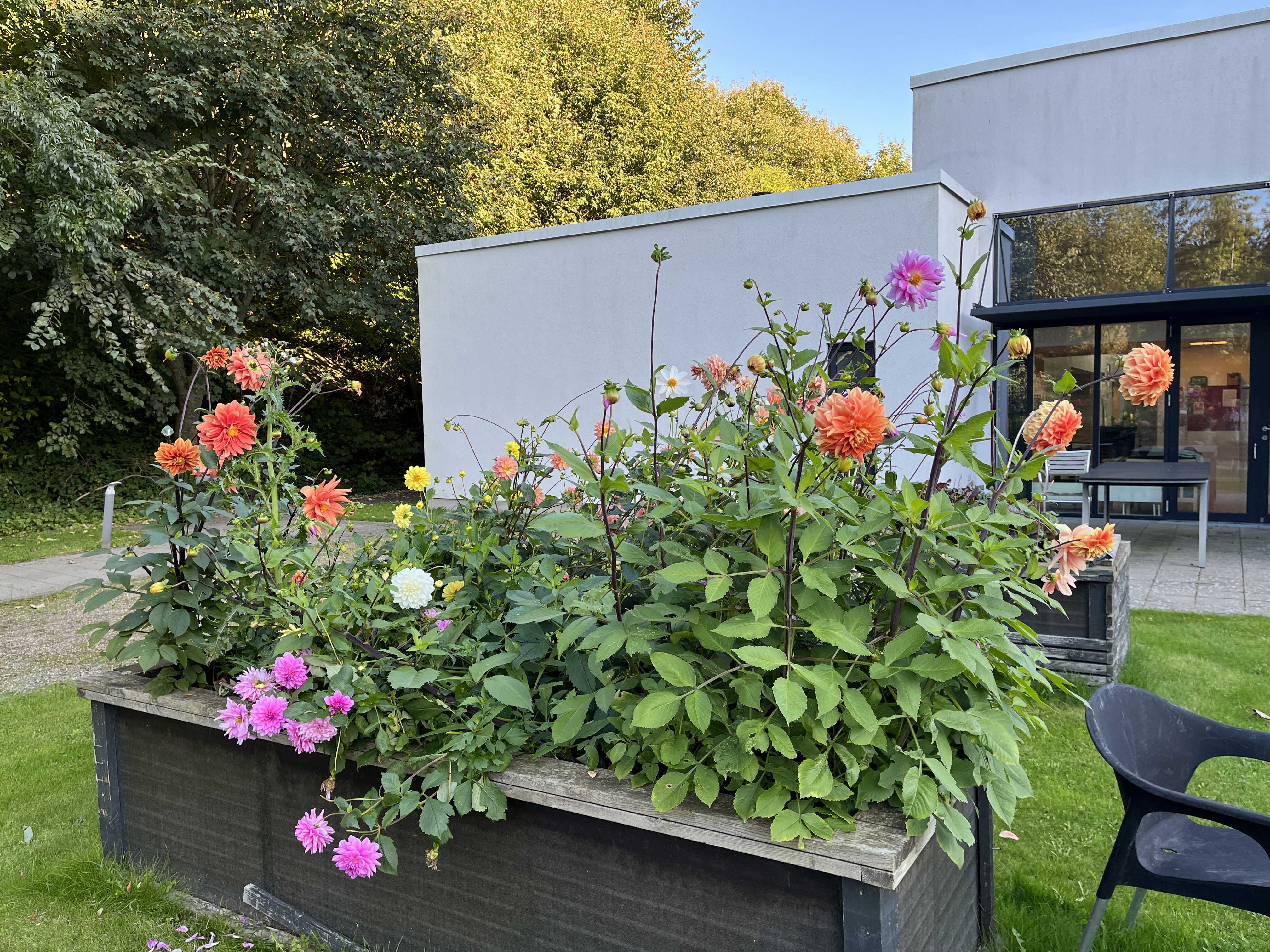 Blomsterkasse med sommerblomster i