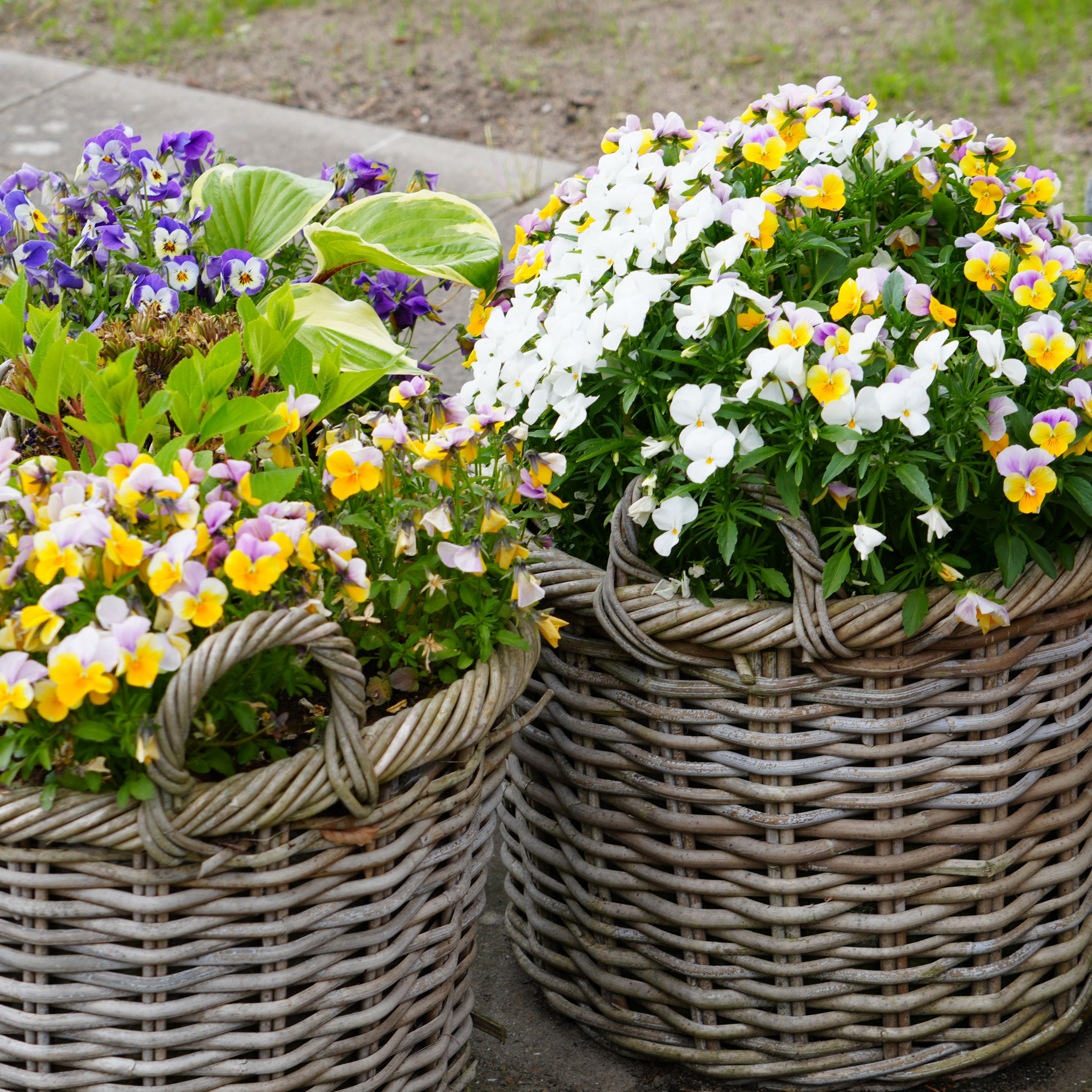 Blomster valmuehave