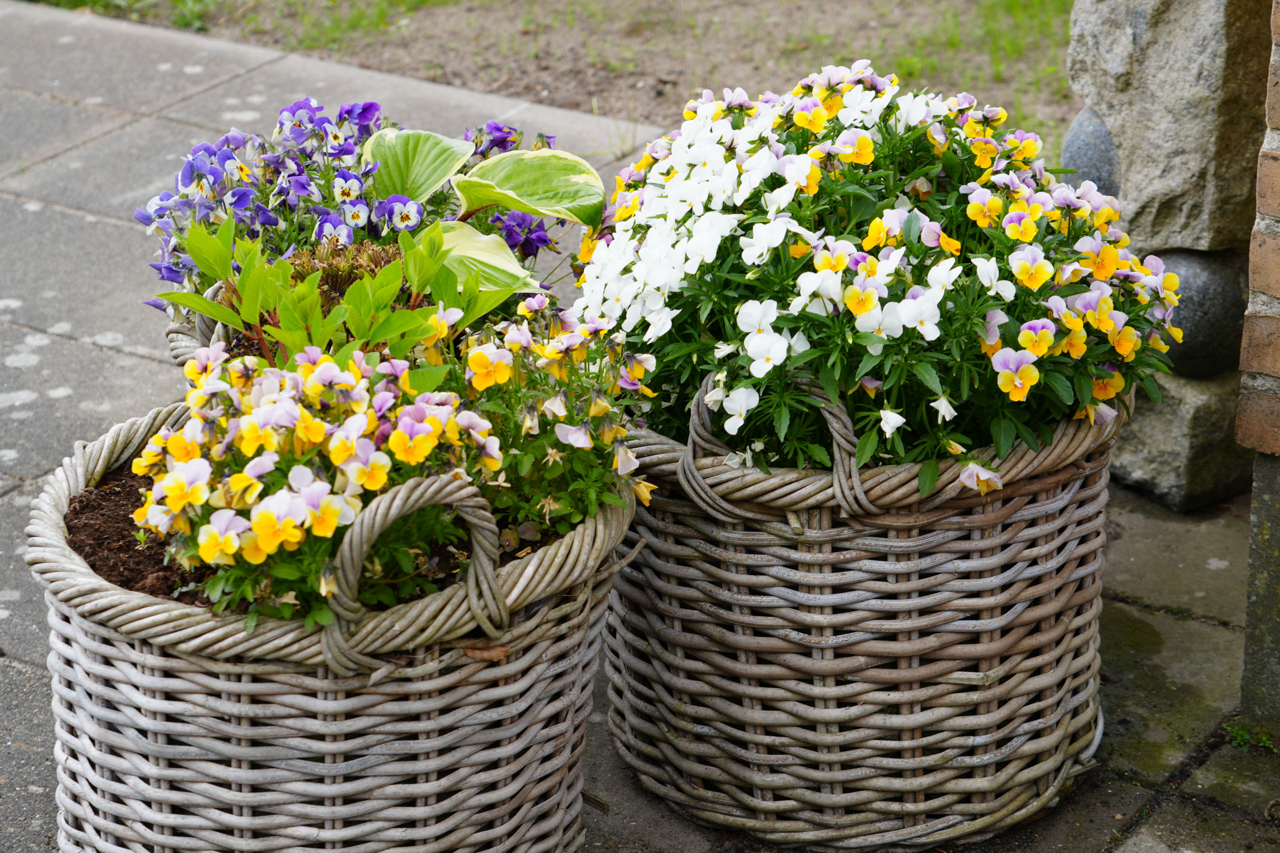 Blomster valmuehave