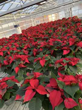 Et stort bord fyldt med røde julestjerneblomster