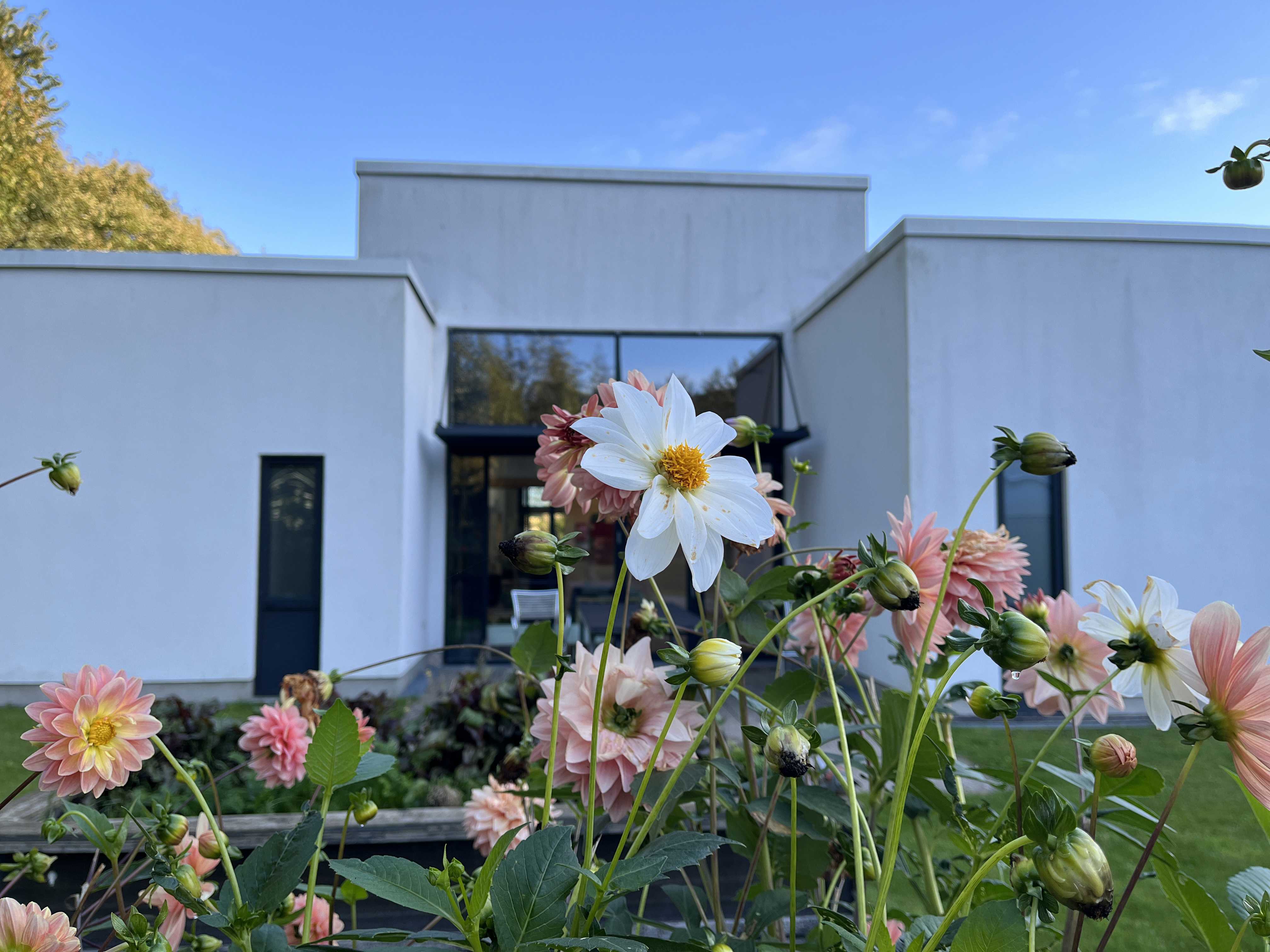Hvide og lyserøde blomster foran hvid bygning