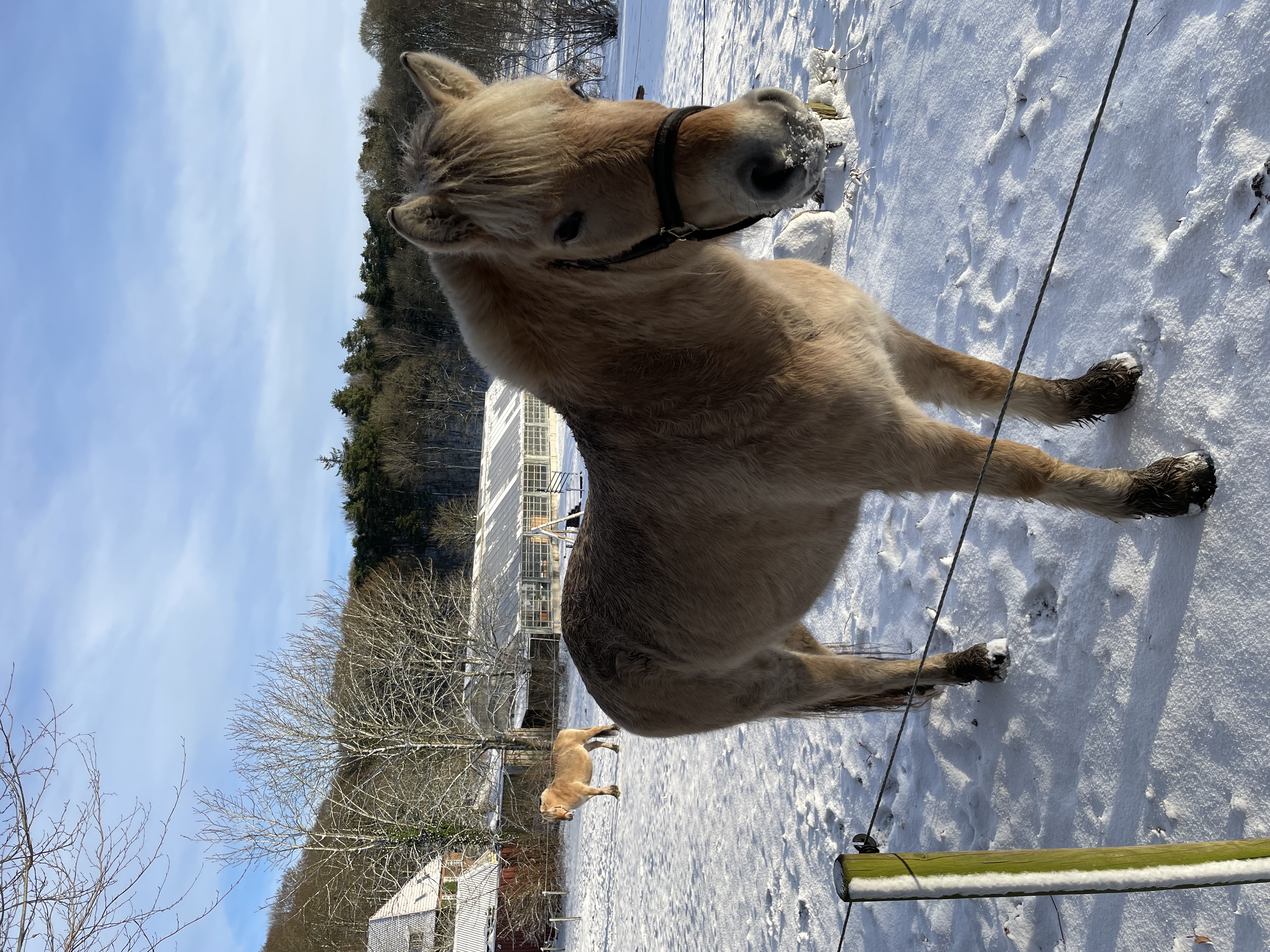 Hest i sne nær Gartneriet