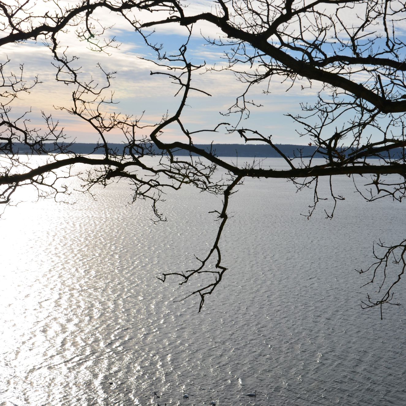 En sø hvor der er en gren i forgrunden