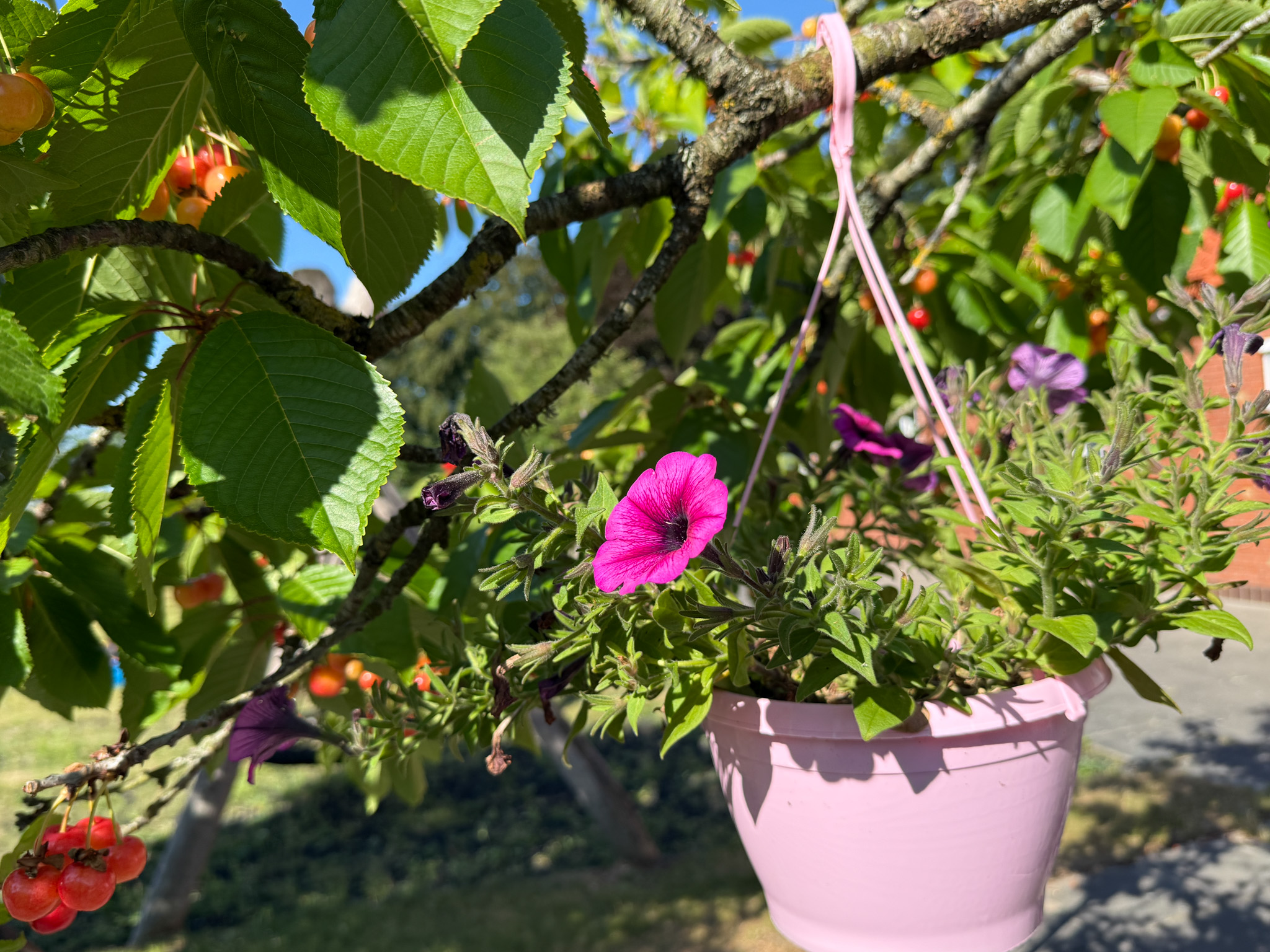 Blomst udenfor