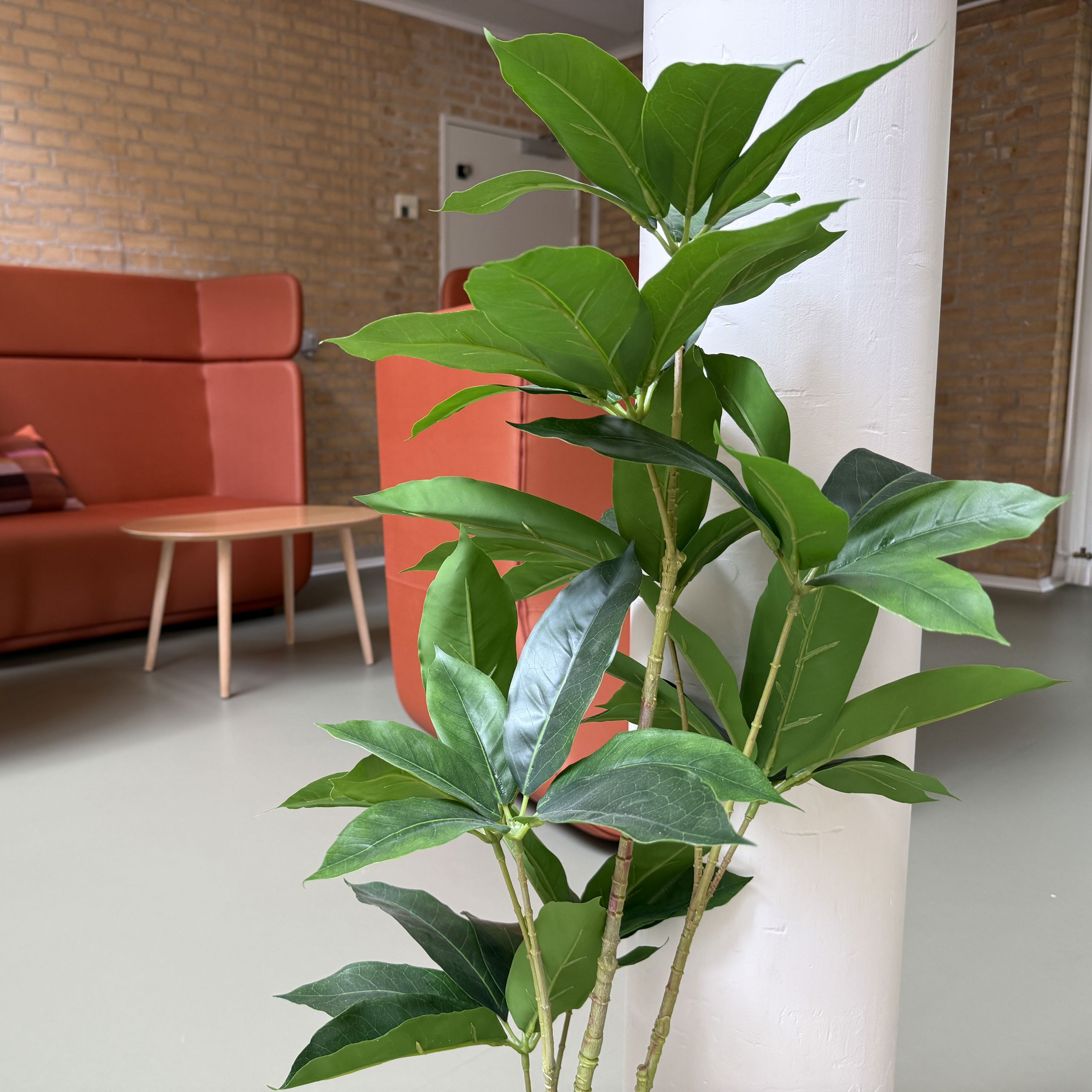 Plante på gulv