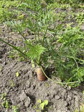 Toppen af en gulerod, der stikker op af jorden