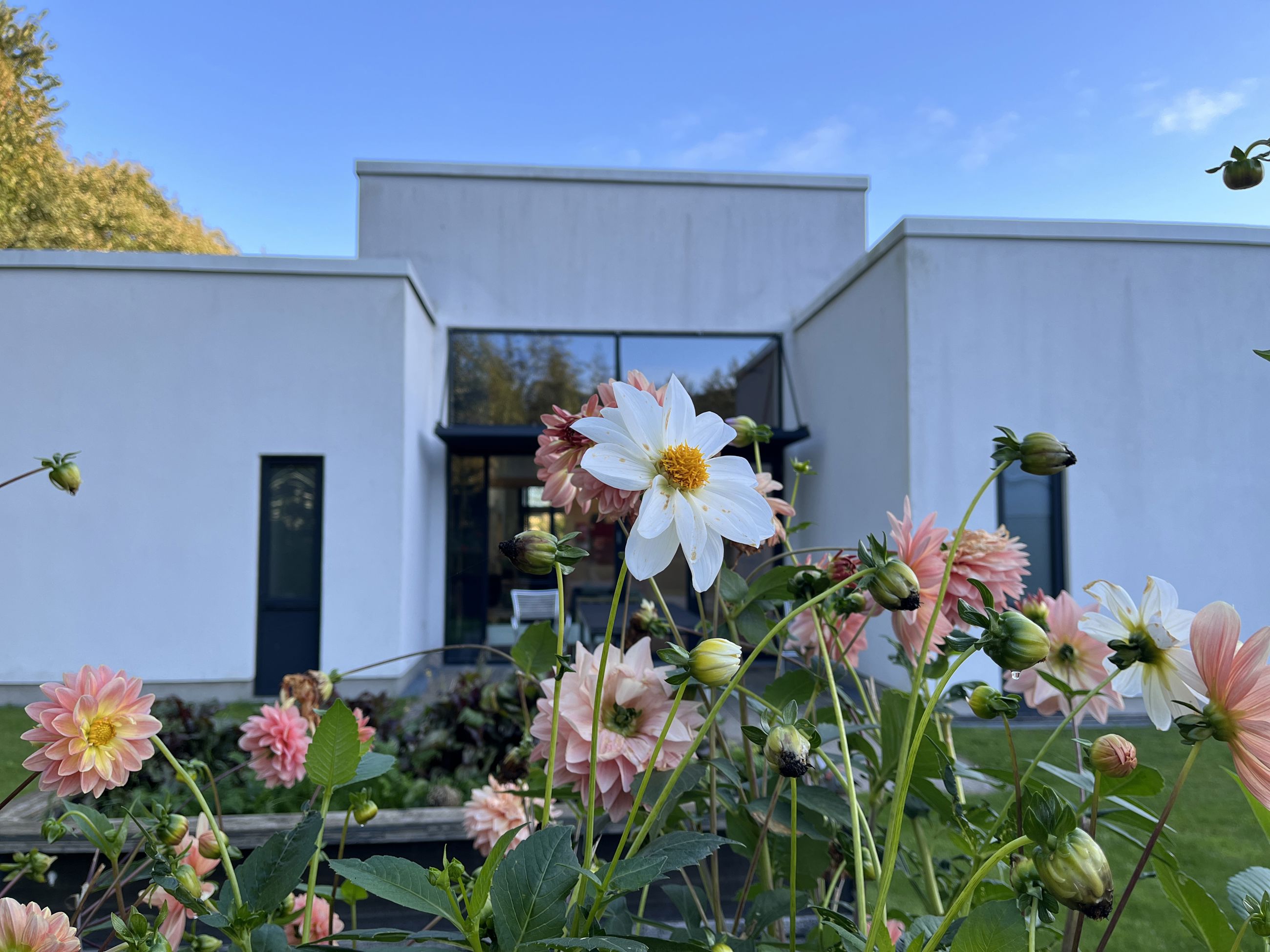 Blomster foran Kridtsløjfen