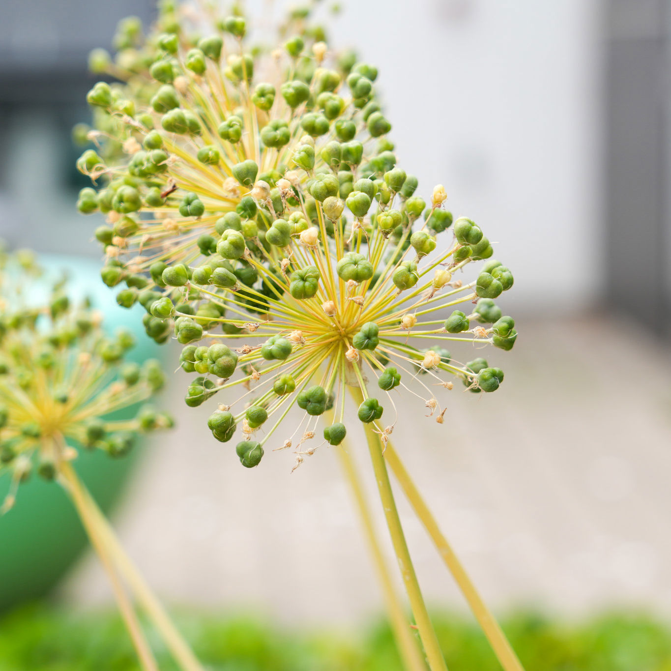 Plante i closeup