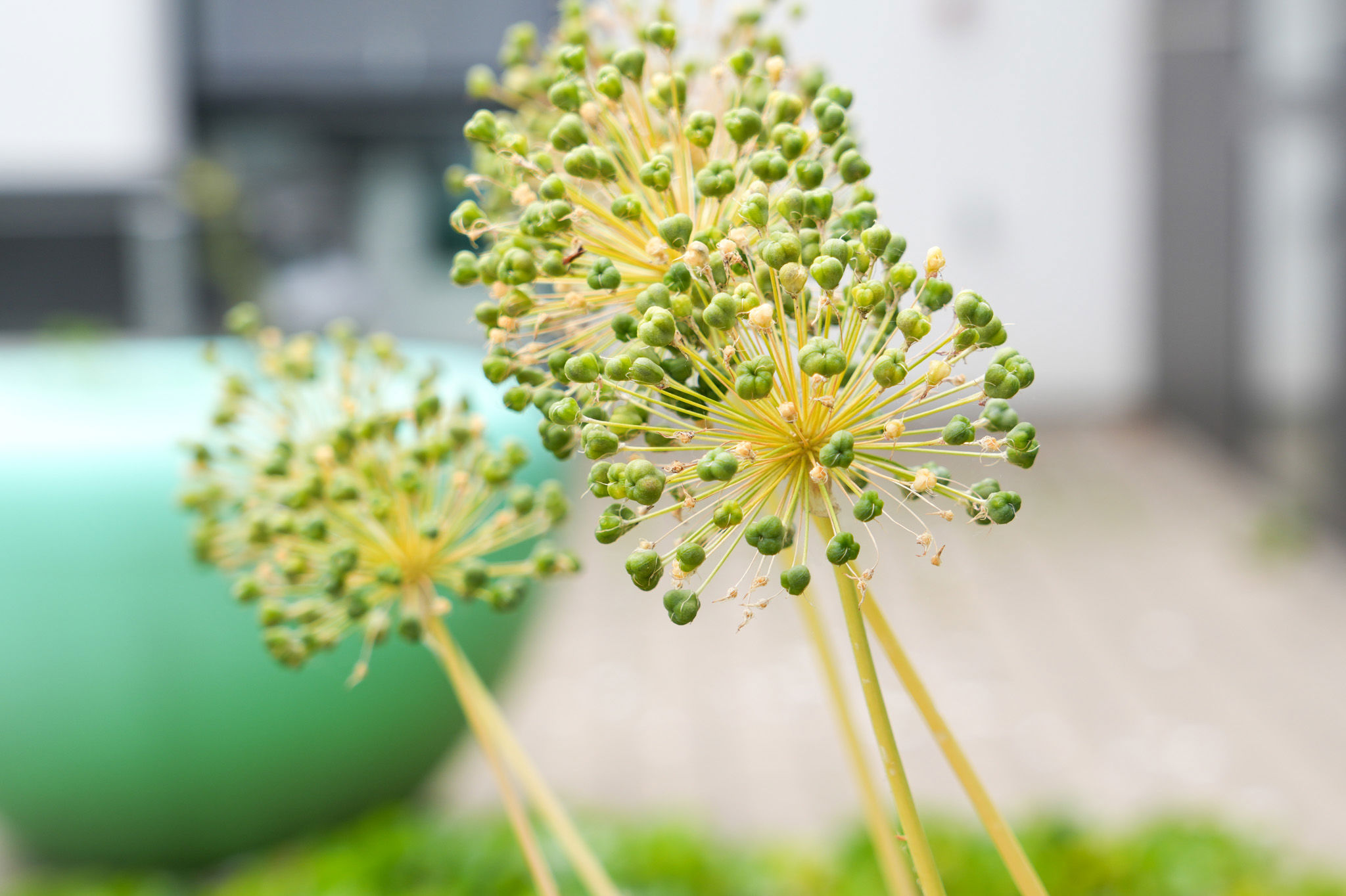 Plante i closeup