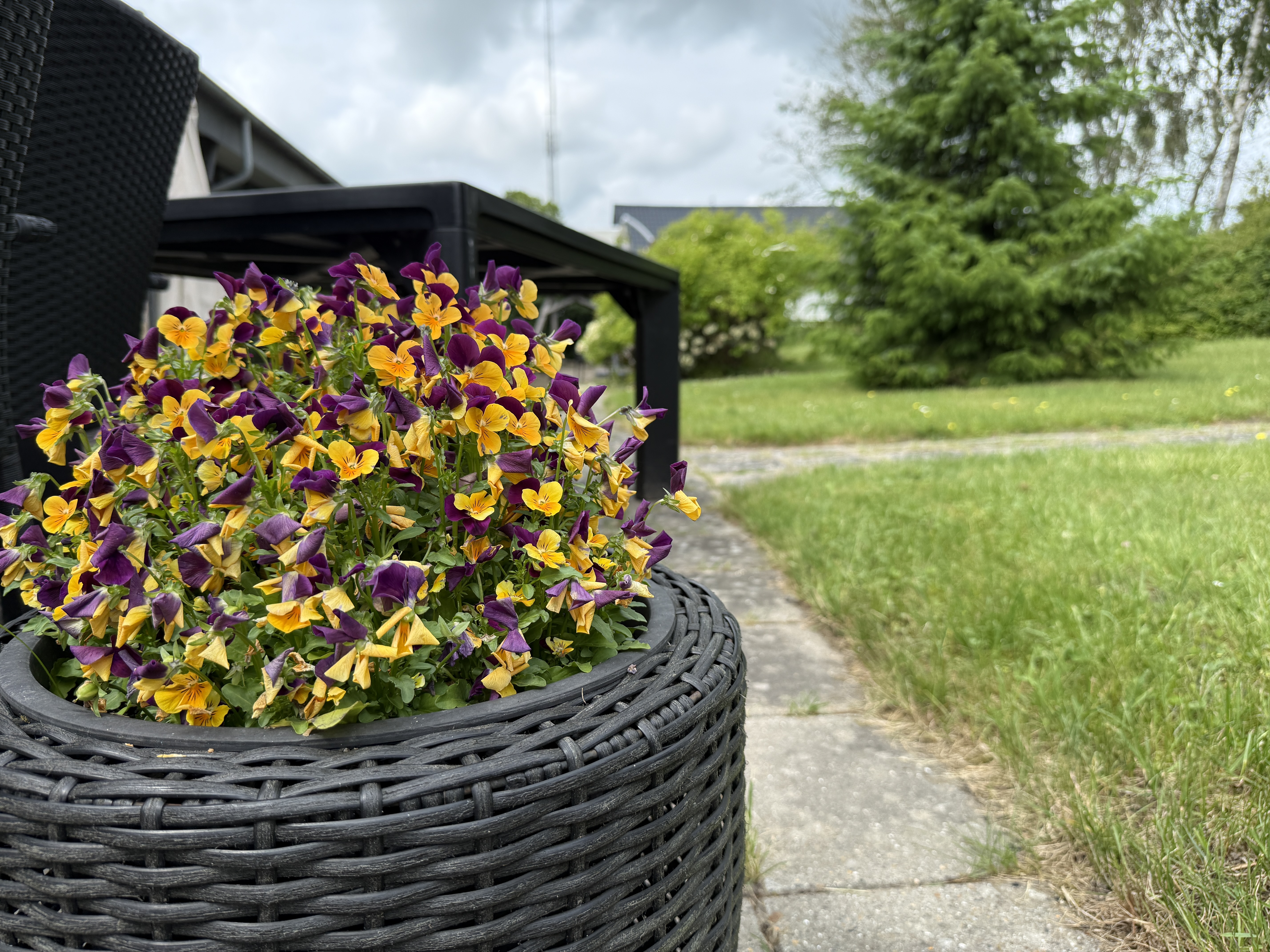 Blomster Udendørs ved Virkelyst