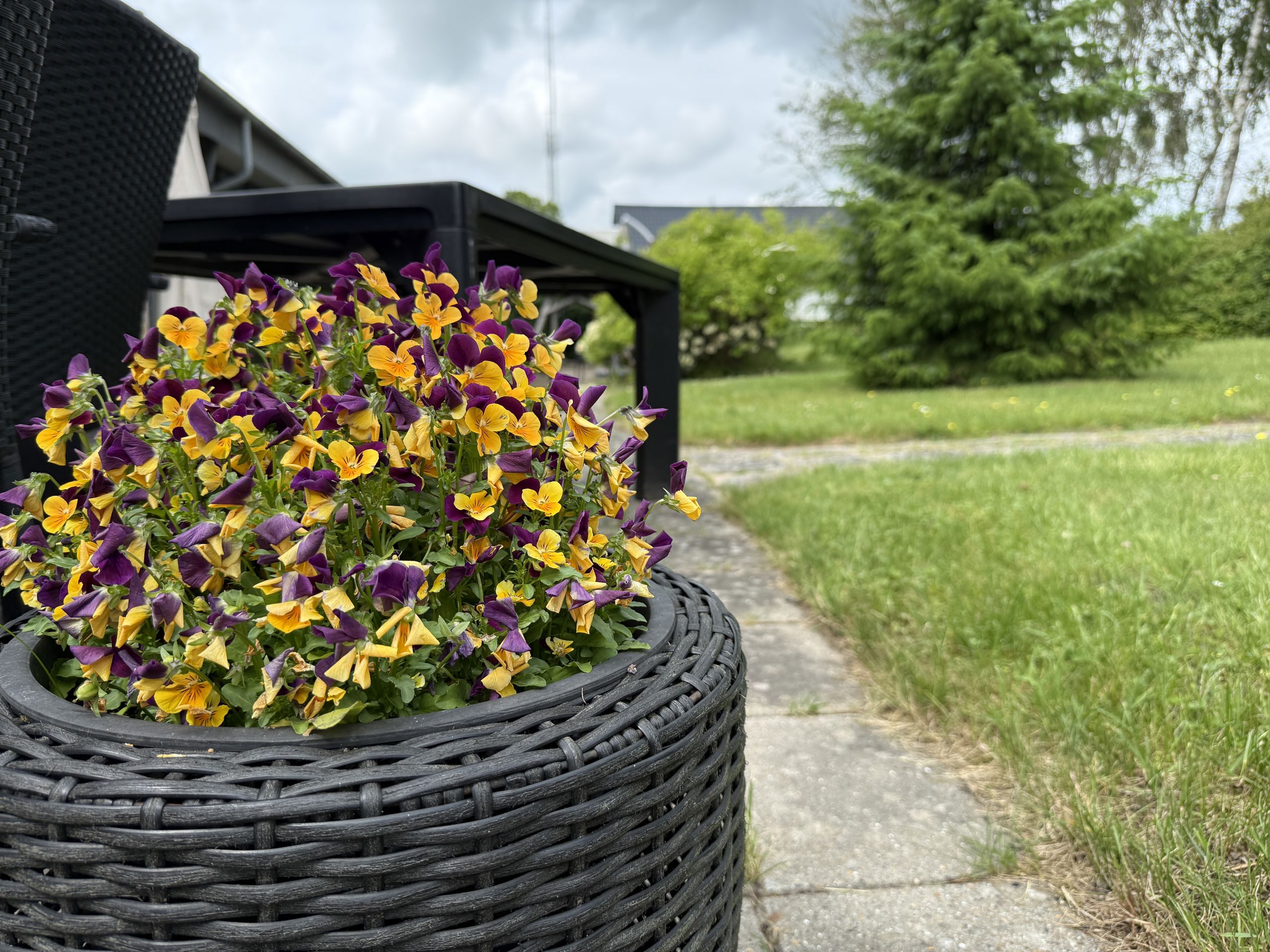 Blomster Udendørs ved Virkelyst