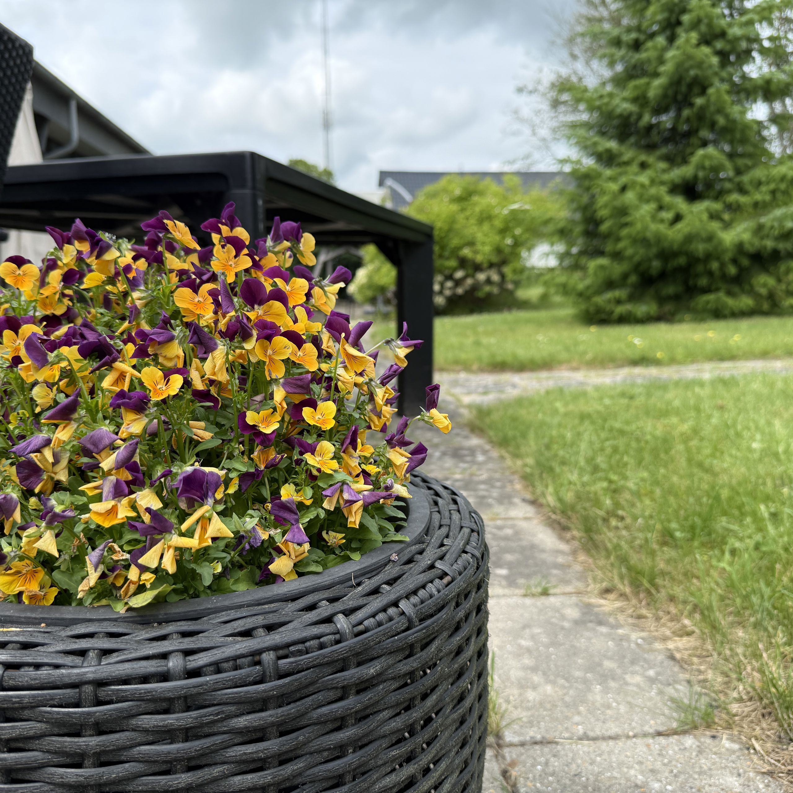 Blomster Udendørs ved Virkelyst