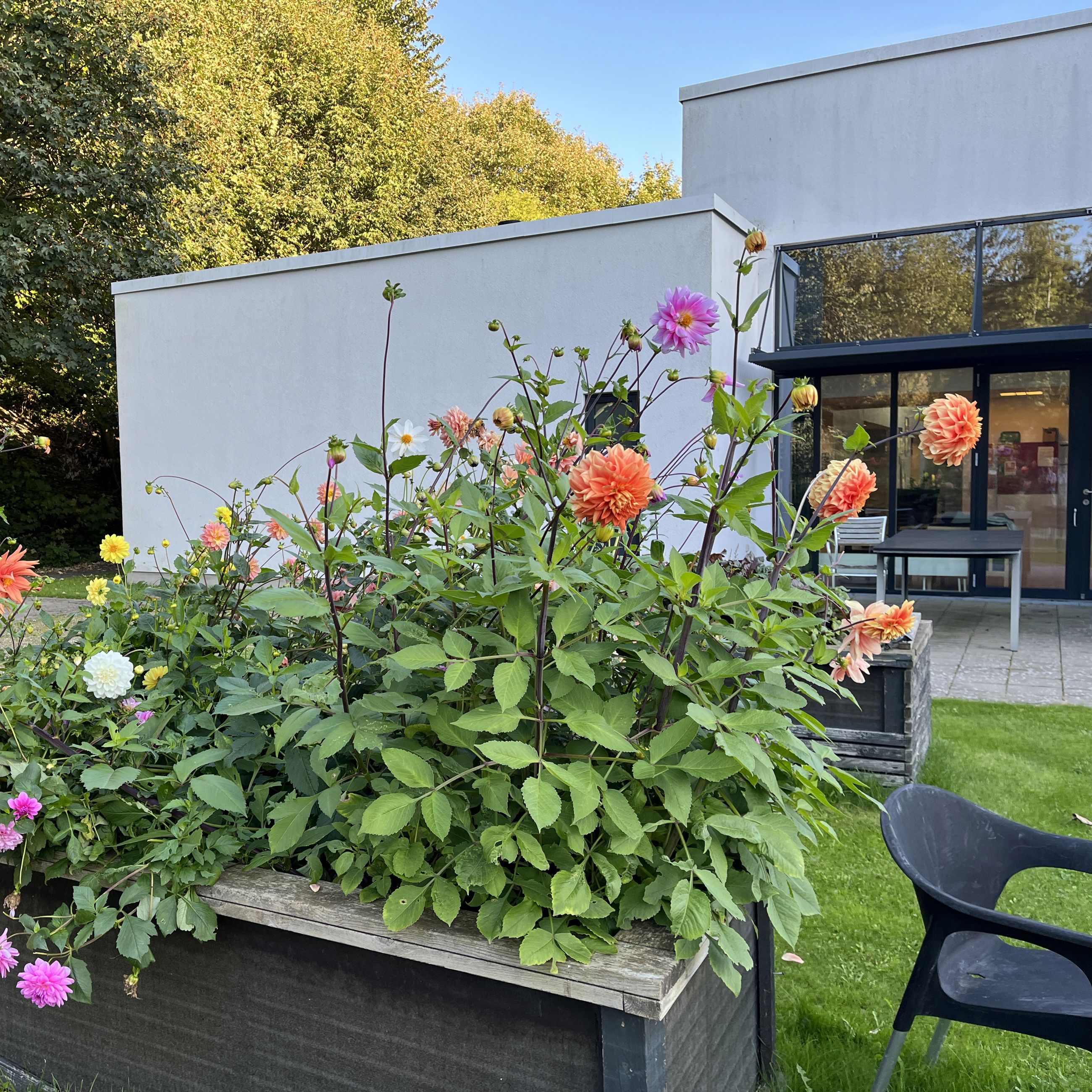 blomsterkasse foran Kridtsløjfen