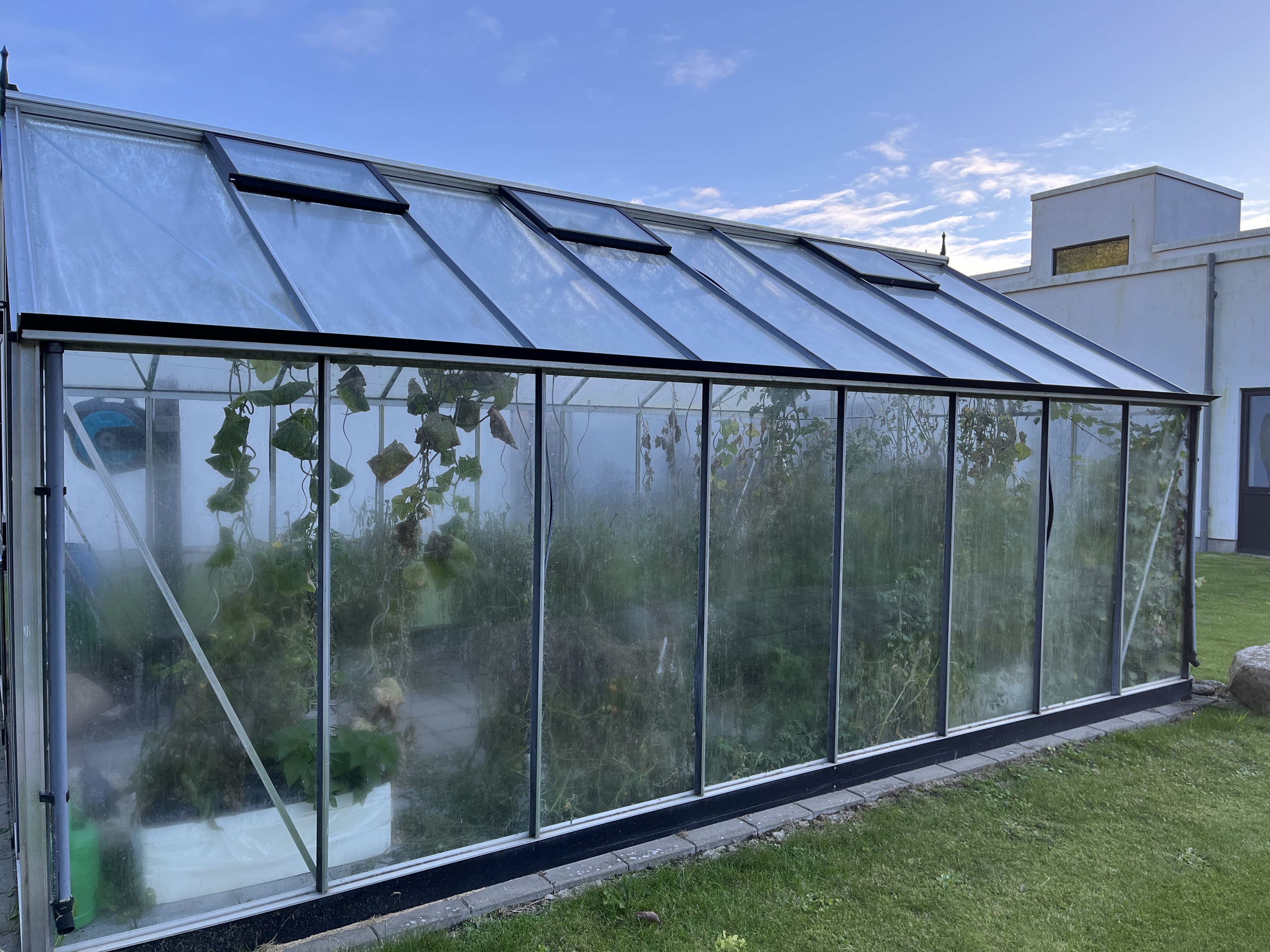 Drivhus med grøntsagsplanter