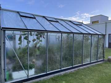 Drivhus med grøntsagsplanter