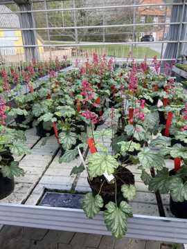 Mange potter med Purpurklokkeblomster