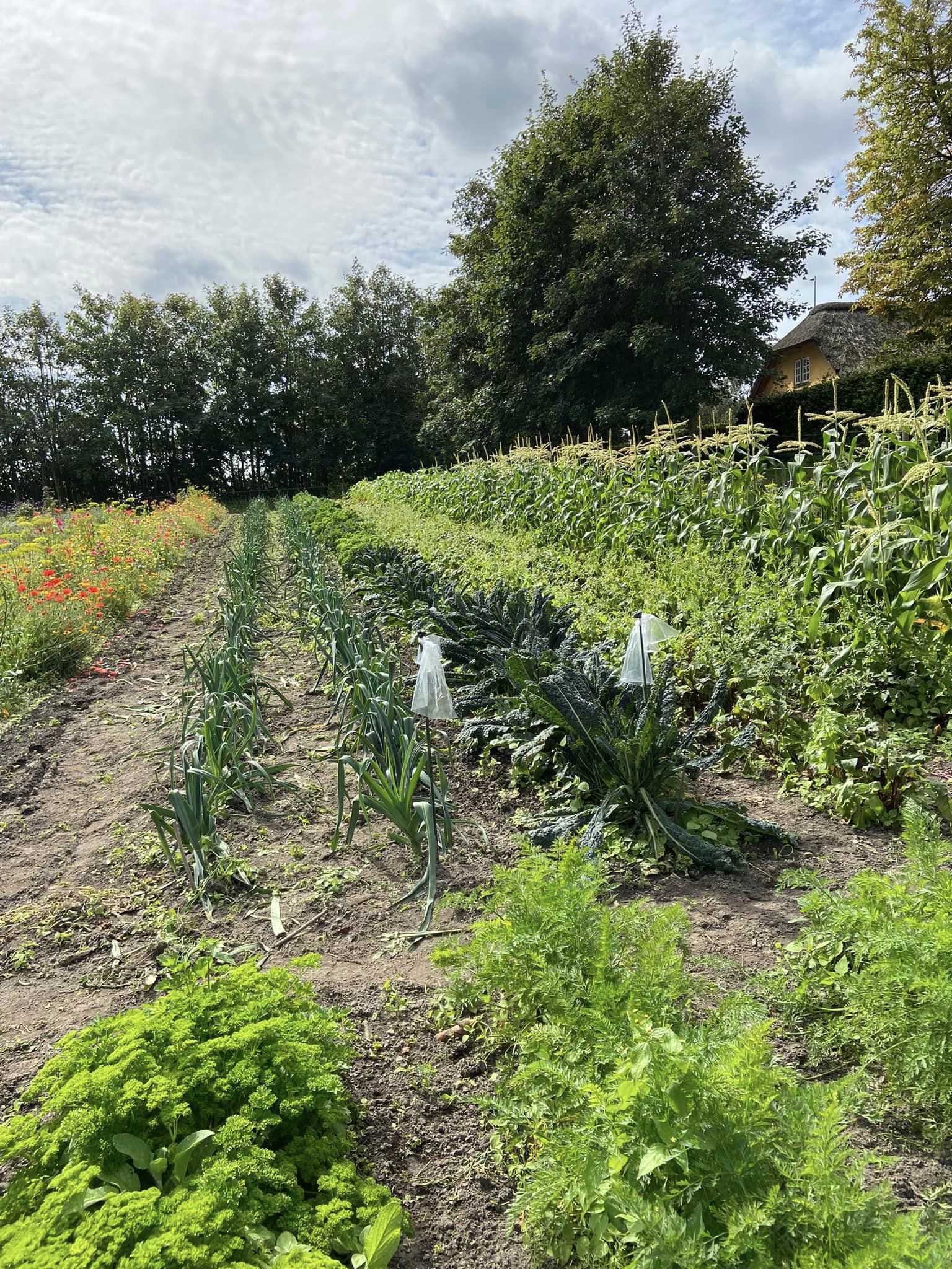 Mark hvor der dyrkes kål, majs og røde blomster