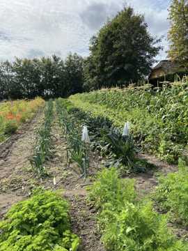 Mark hvor der dyrkes kål, majs og røde blomster