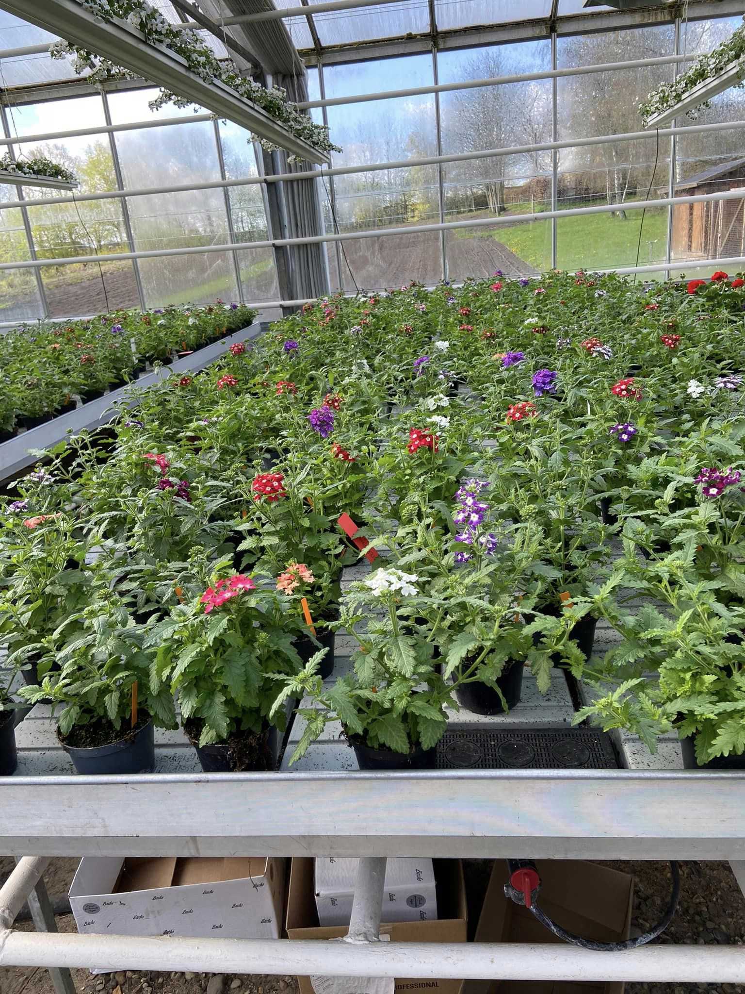 Flotte grønne planter med farverige blomster