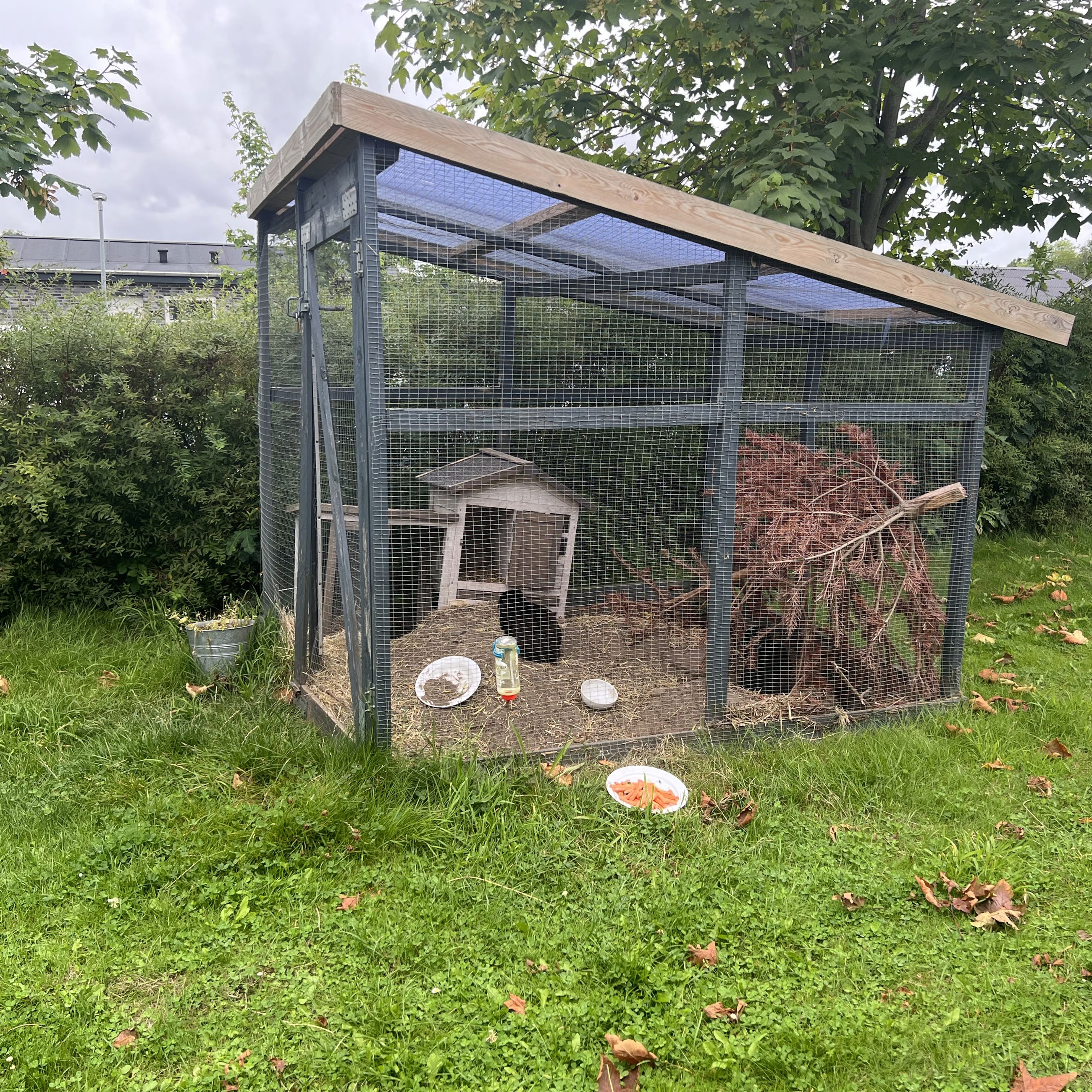 Vokseværket, have med kaniner i bur